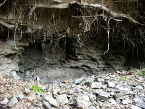 Stop 4: Middle Elton Formation - Dark mudstones with lighter grey calcareous bands